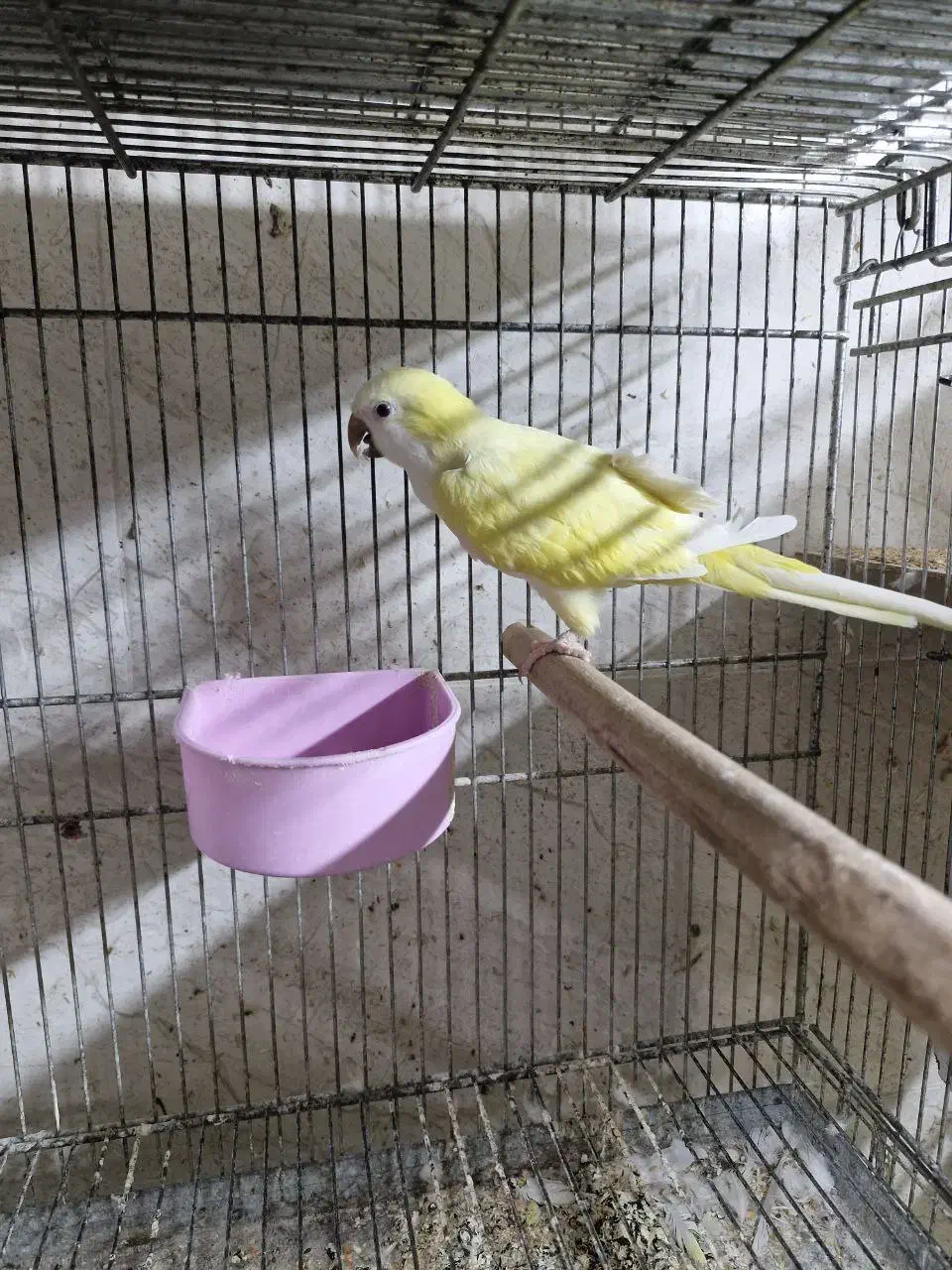 راهب|پرنده|رشت, تازه آباد|دیوار