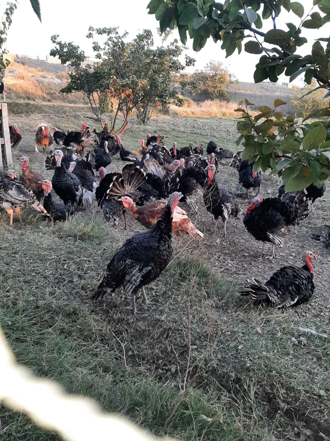 بوقلمون|حیوانات مزرعه|مرادلو, |دیوار