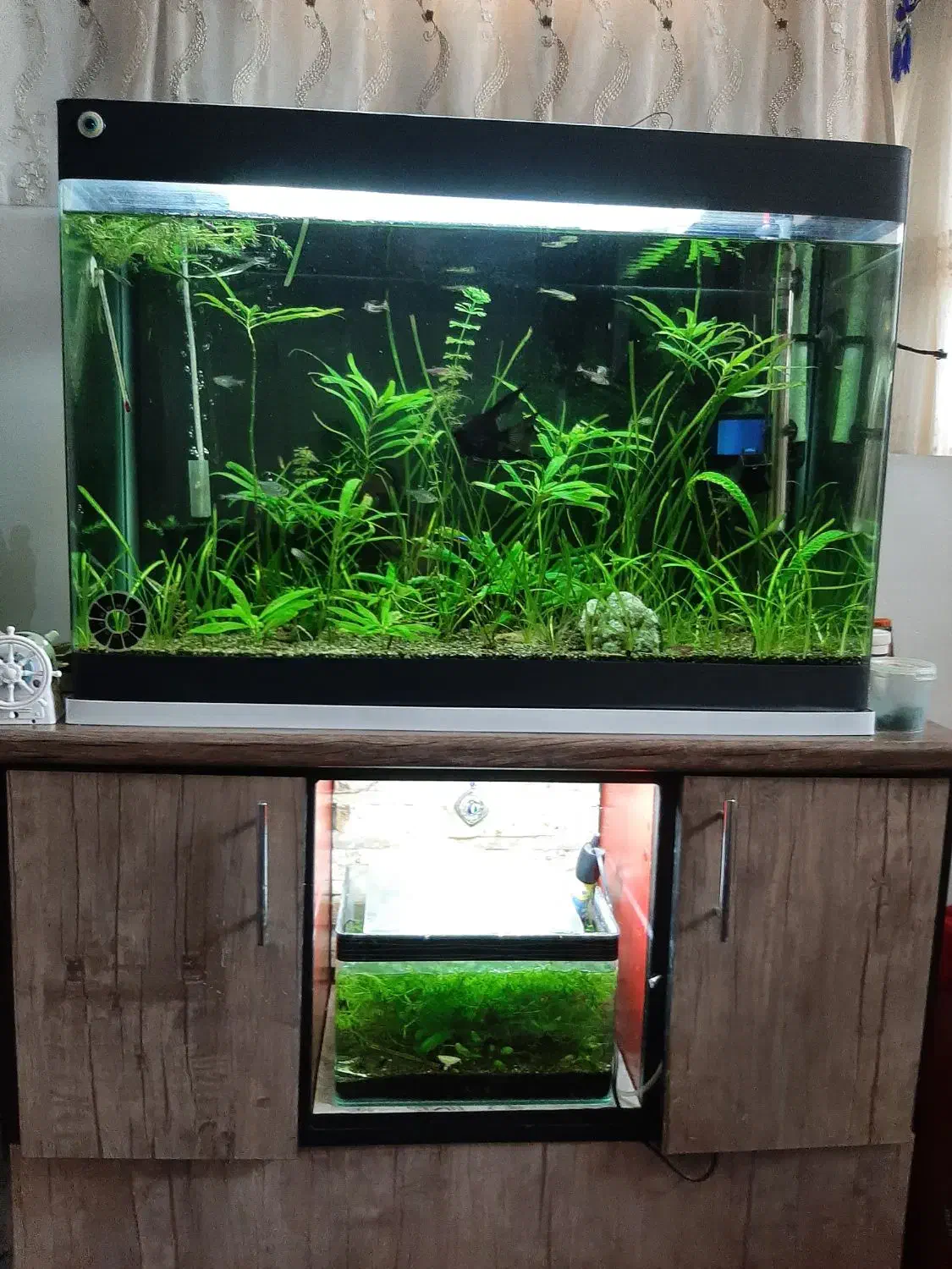 آکواریوم شیشه خم ۸۰سانتی با گیاه طبیعی و لوازم|ماهی|تبریز, |دیوار