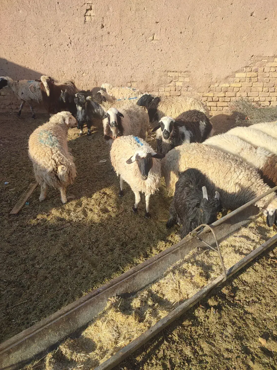 بره بز گوسفند چپش بزغاله میش شیشک گاو گوساله|حیوانات مزرعه|اصفهان, آزادان|دیوار