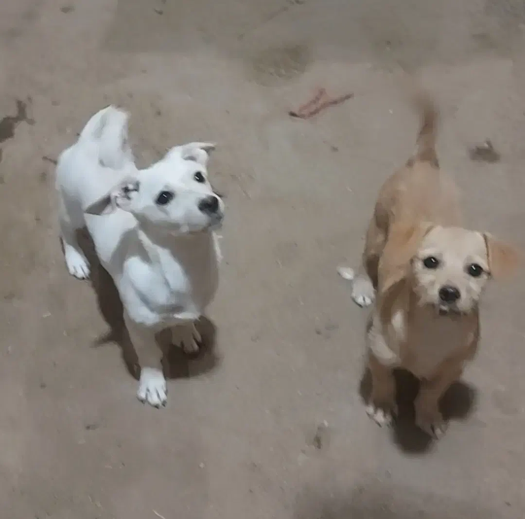 فروش سگ پا کوتاه|سگ|بافق, |دیوار