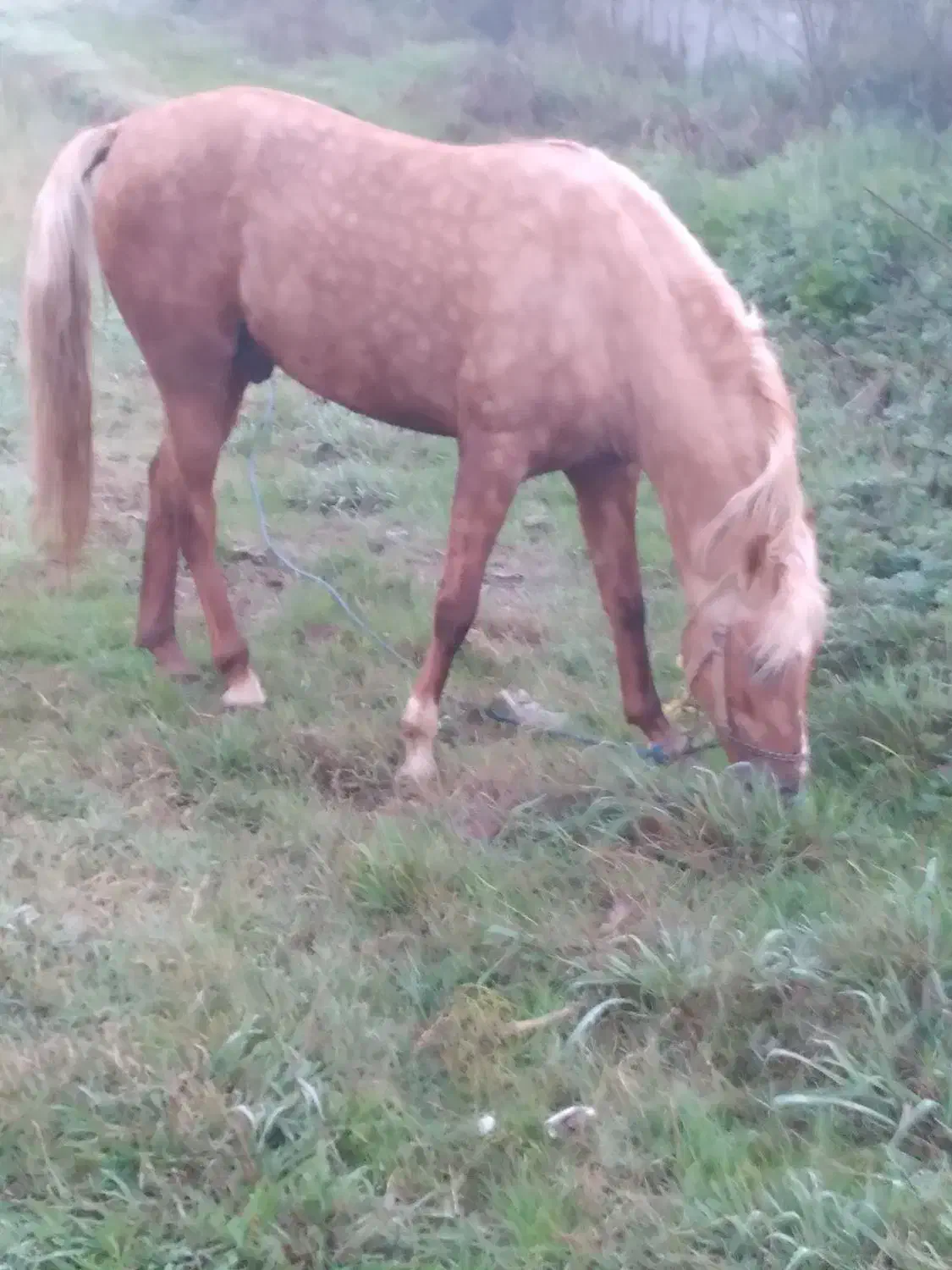 اسب وتجهیزات اسب سواری|اسب و تجهیزات اسبسواری|رودبنه, |دیوار