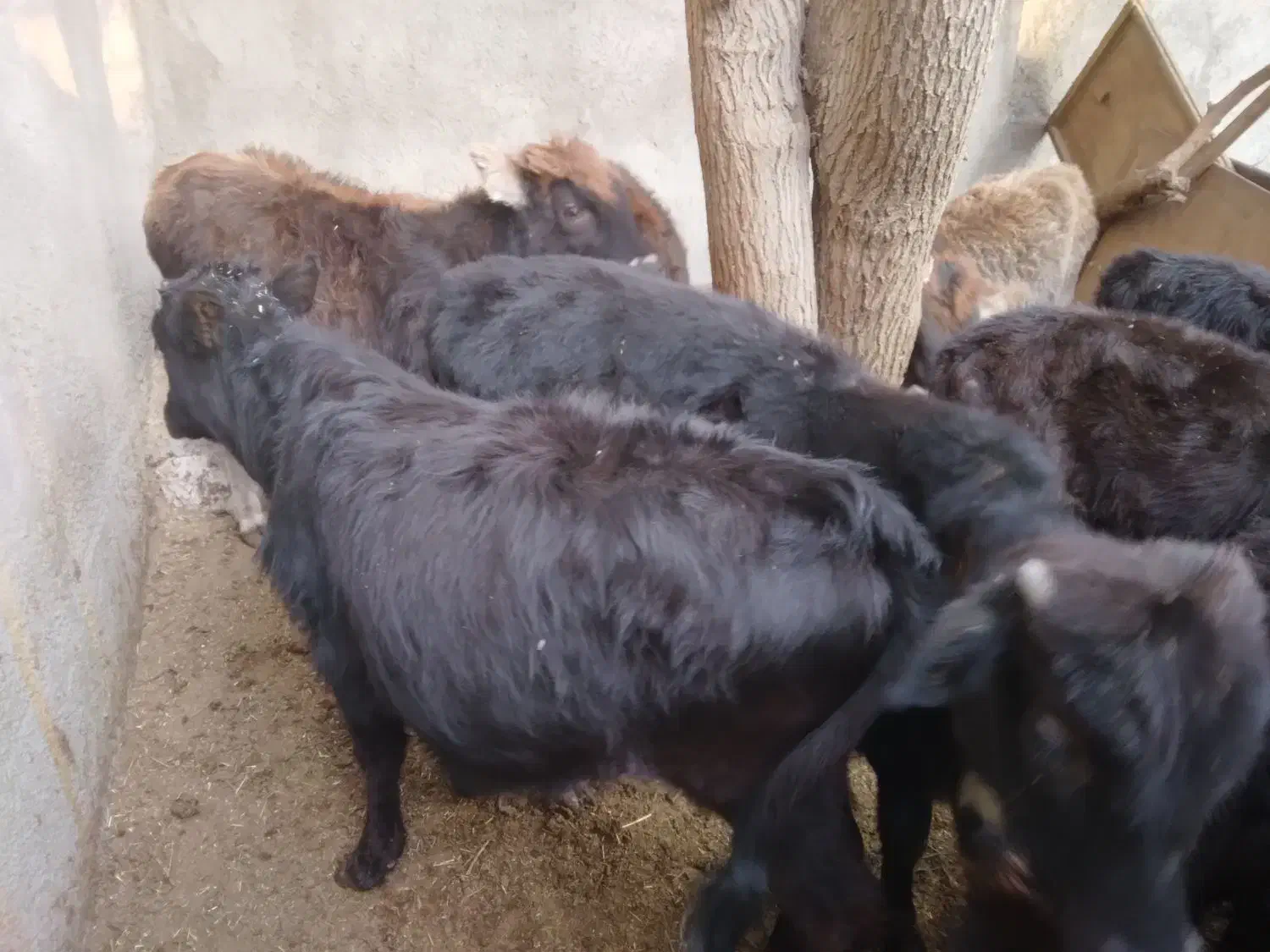 ۶عدد گوساله ماده ویک  گاو محلی ۷ماه آبستن|حیوانات مزرعه|قنوات, |دیوار