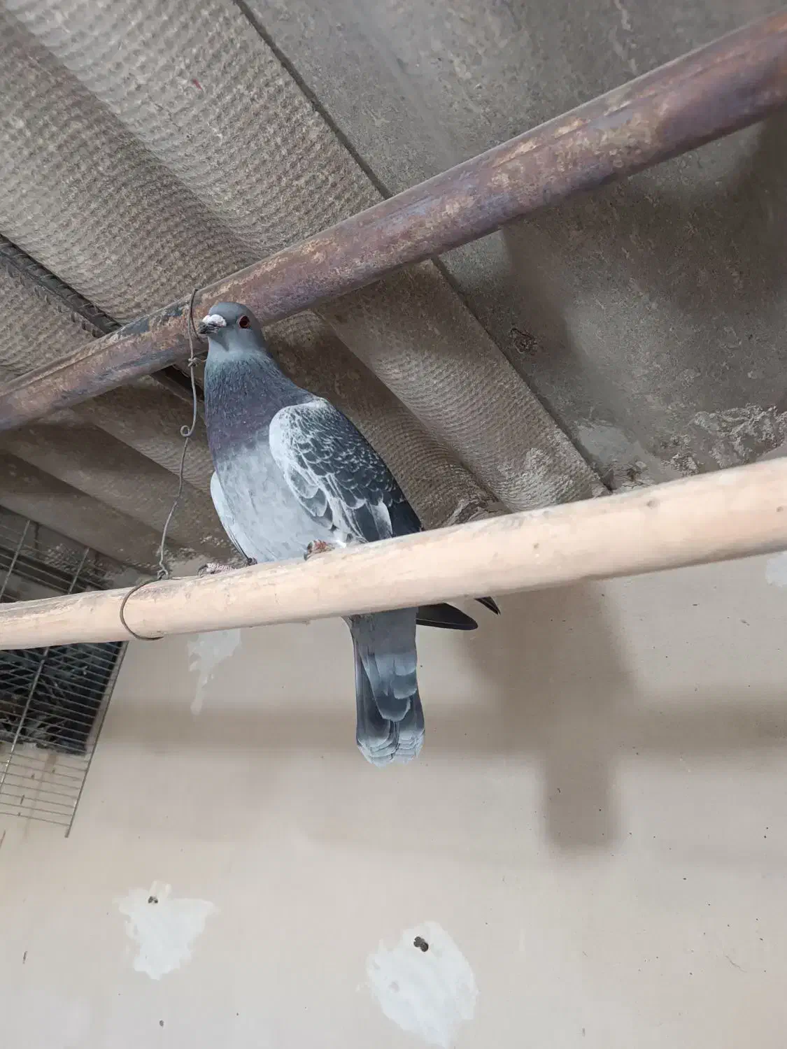 جان اردن|پرنده|شوش, |دیوار