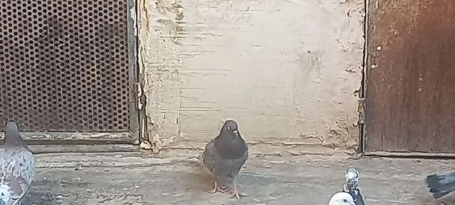 جوجه مغلوف پیس گمشده|پرنده|قم, حاج زینل|دیوار