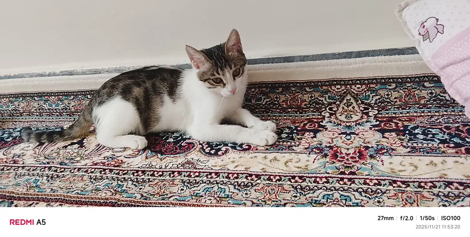 گربه|گربه|اردبیل, |دیوار