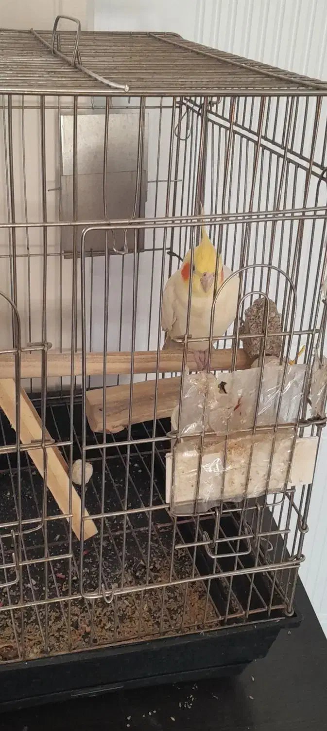 عروس هلندی سخنگو|پرنده|تهران, هلال احمر|دیوار