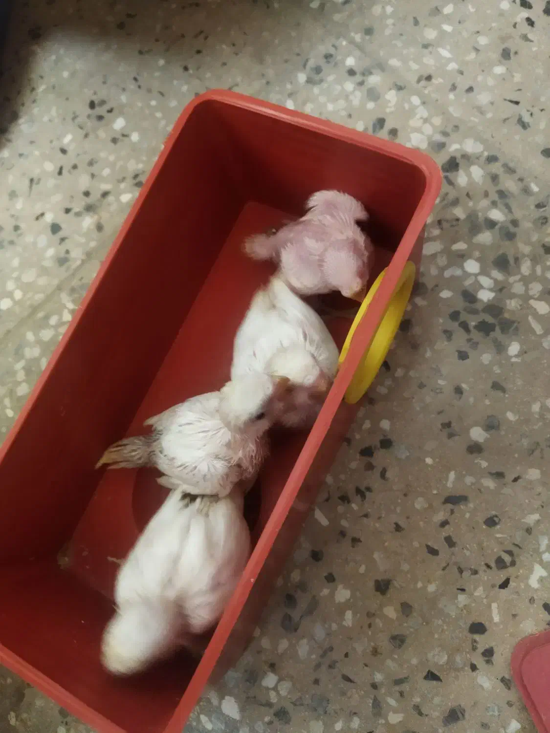 جوجه مرغ عشق از سرلاکی تا بالغ|پرنده|شهرضا, |دیوار