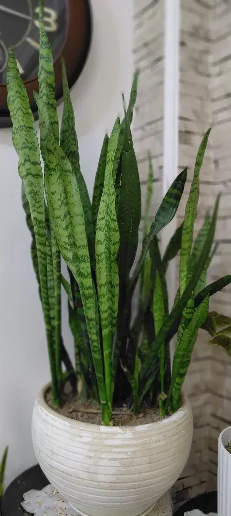 گل شمشیری|گل و گیاه طبیعی|رشت, نخودچر|دیوار