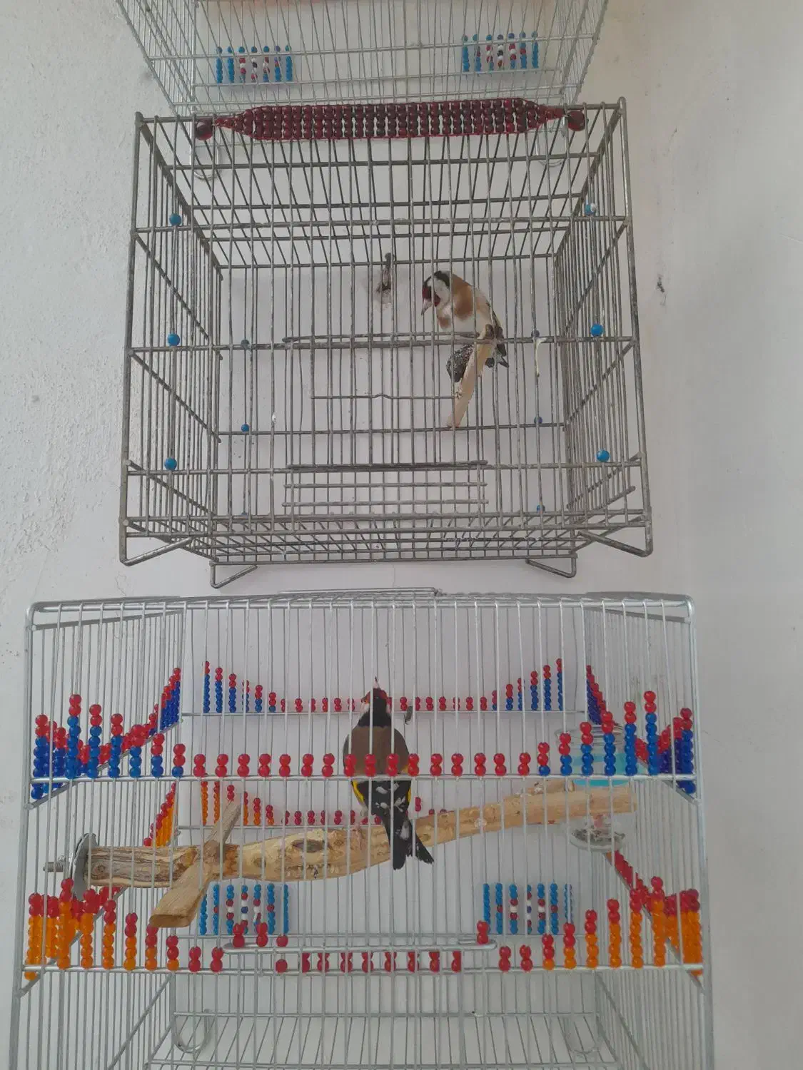 سهره|پرنده|قم, ولیعصر|دیوار