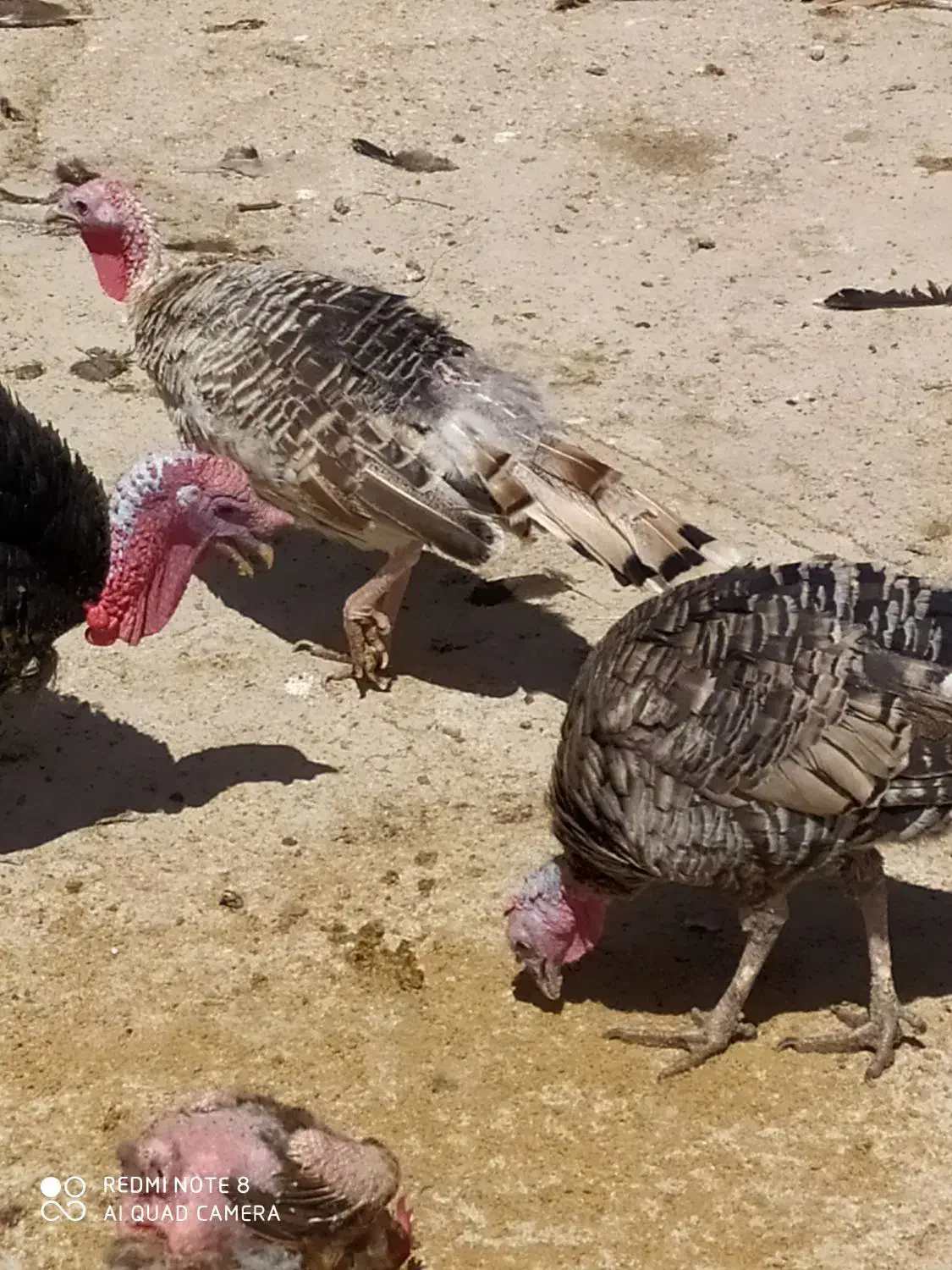 بوقلمون محلی خوب موجود هس|حیوانات مزرعه|زاغه, |دیوار