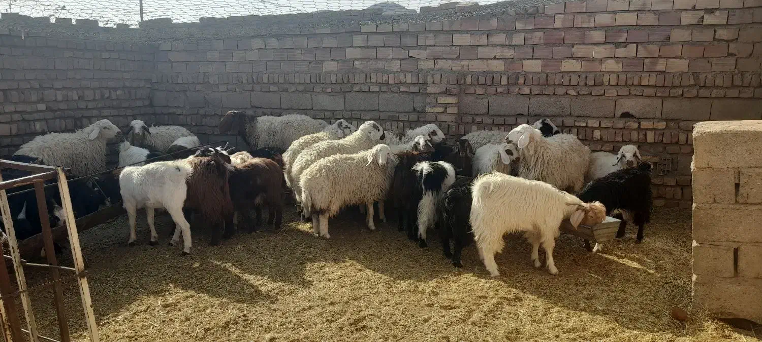 بره و بزغاله|حیوانات مزرعه|قائن, |دیوار