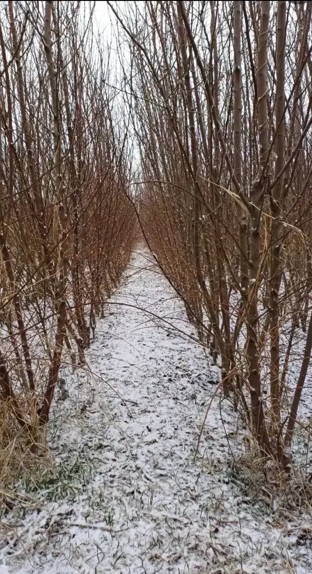 انواع گردو پیوندی مناسب منطقه شما|خدمات باغبانی و درختکاری|اراک, |دیوار