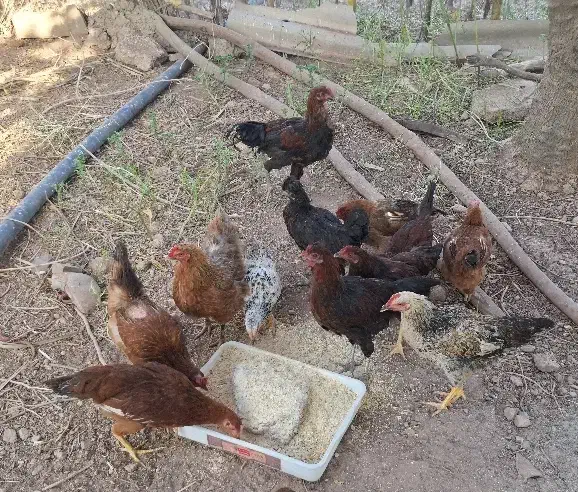 نیمچه خروس مرغ|حیوانات مزرعه|قصرشیرین, |دیوار