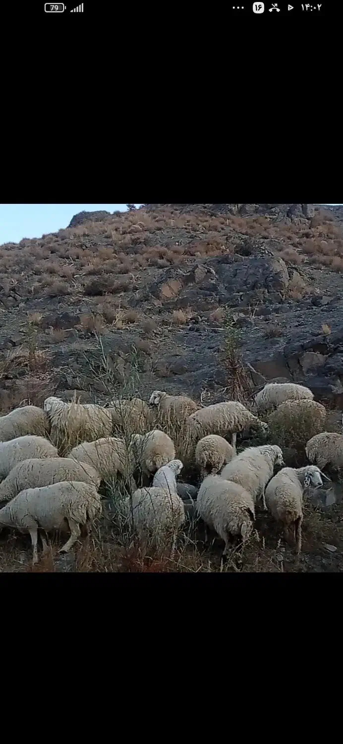 فروش گوسفند داشتی ،ساردوئیه|حیوانات مزرعه|درب بهشت, |دیوار