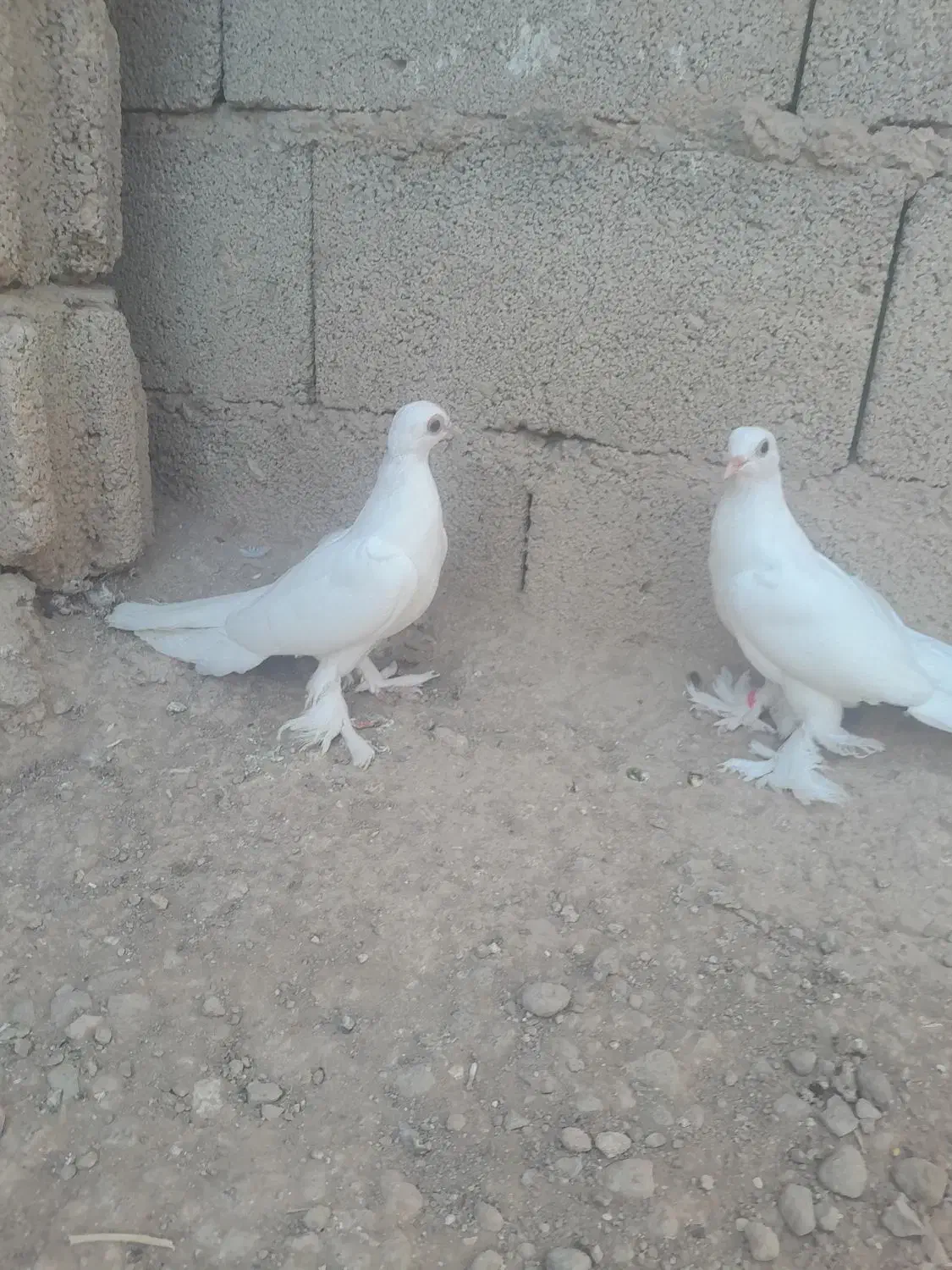 کبوتر لوتی|حیوانات|تبریز, |دیوار