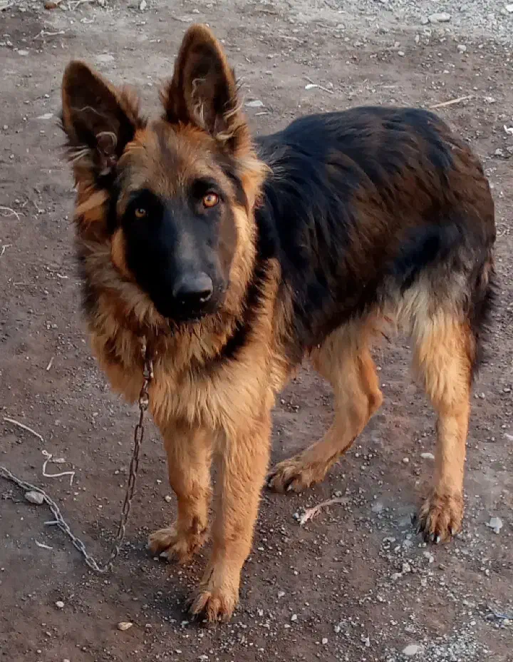 واگذاری سگ ژرمن|سگ|بم, |دیوار