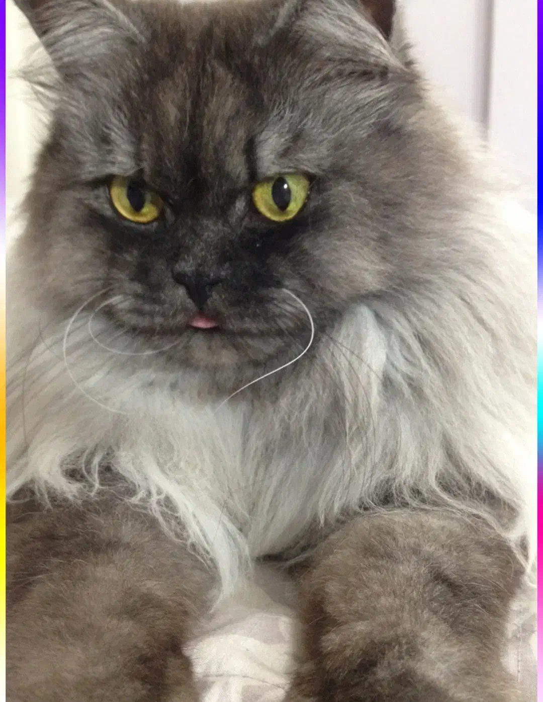 گربه پرشین|گربه|قم, بنیاد|دیوار