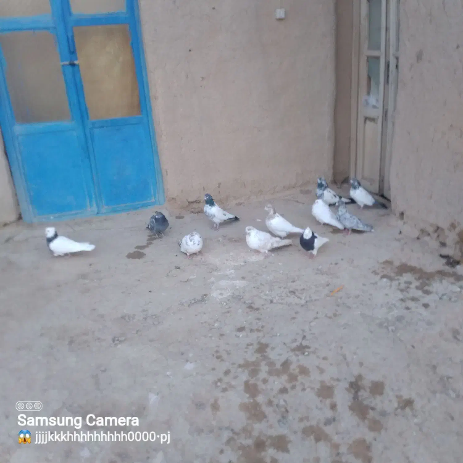 تعدادی کبوتر درشت|پرنده|کبودرآهنگ, |دیوار