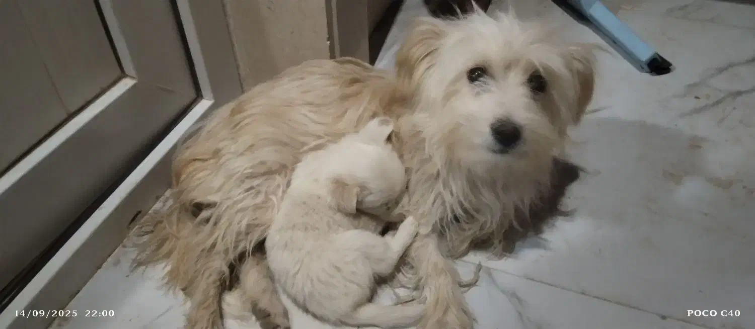 توله سگ ترییر|سگ|قائن, |دیوار