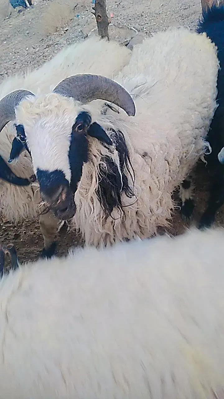 گوسفند|حیوانات مزرعه|خاش, |دیوار