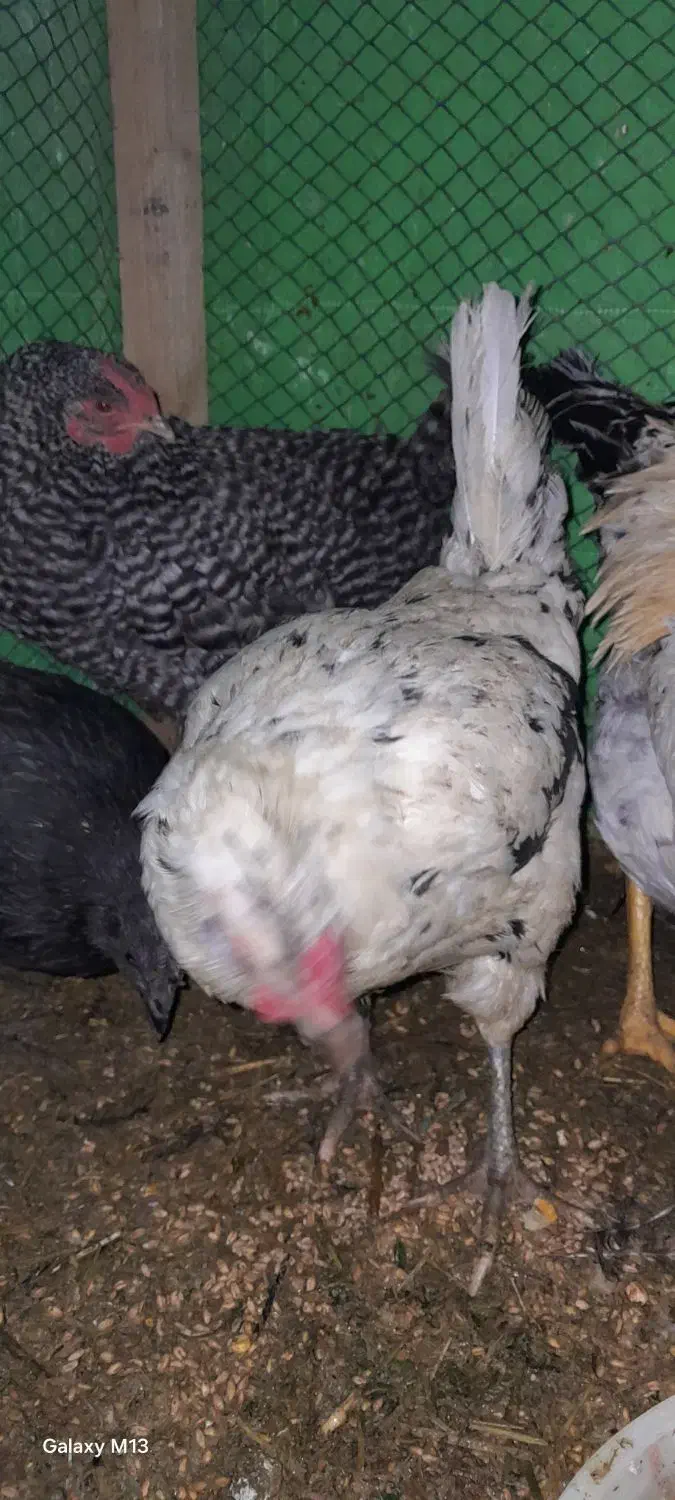 مرغ|حیوانات مزرعه|قره ضیاالدین, |دیوار