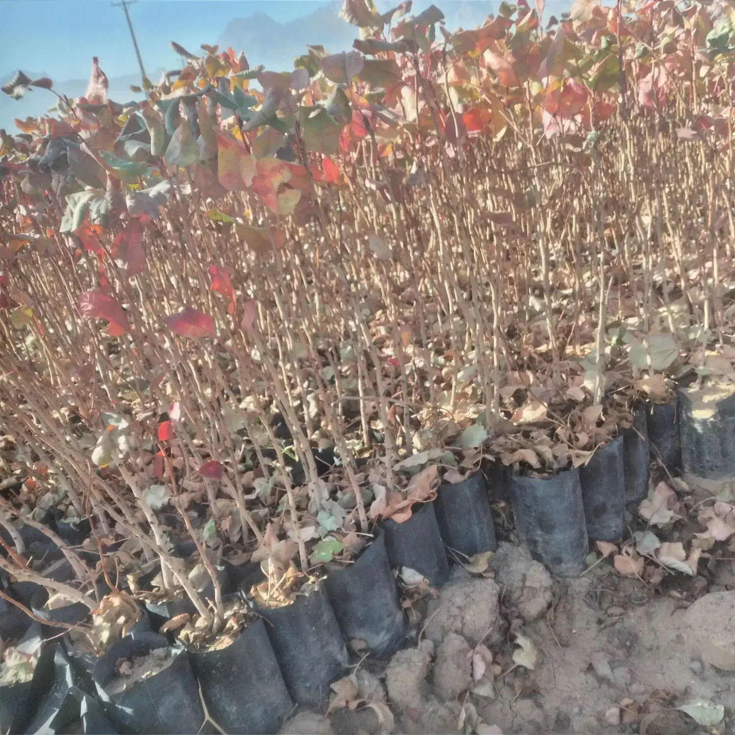 فروش نهال  پسته  پایه بادامی|خدمات باغبانی و درختکاری|مهریز, |دیوار