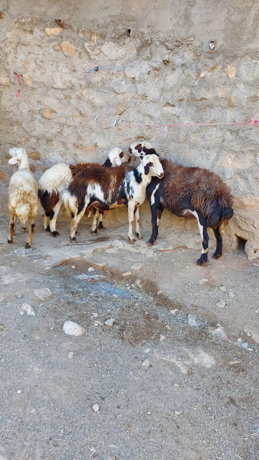 گوسفند. بره قوچ افشار|حیوانات مزرعه|بیرانوند, |دیوار