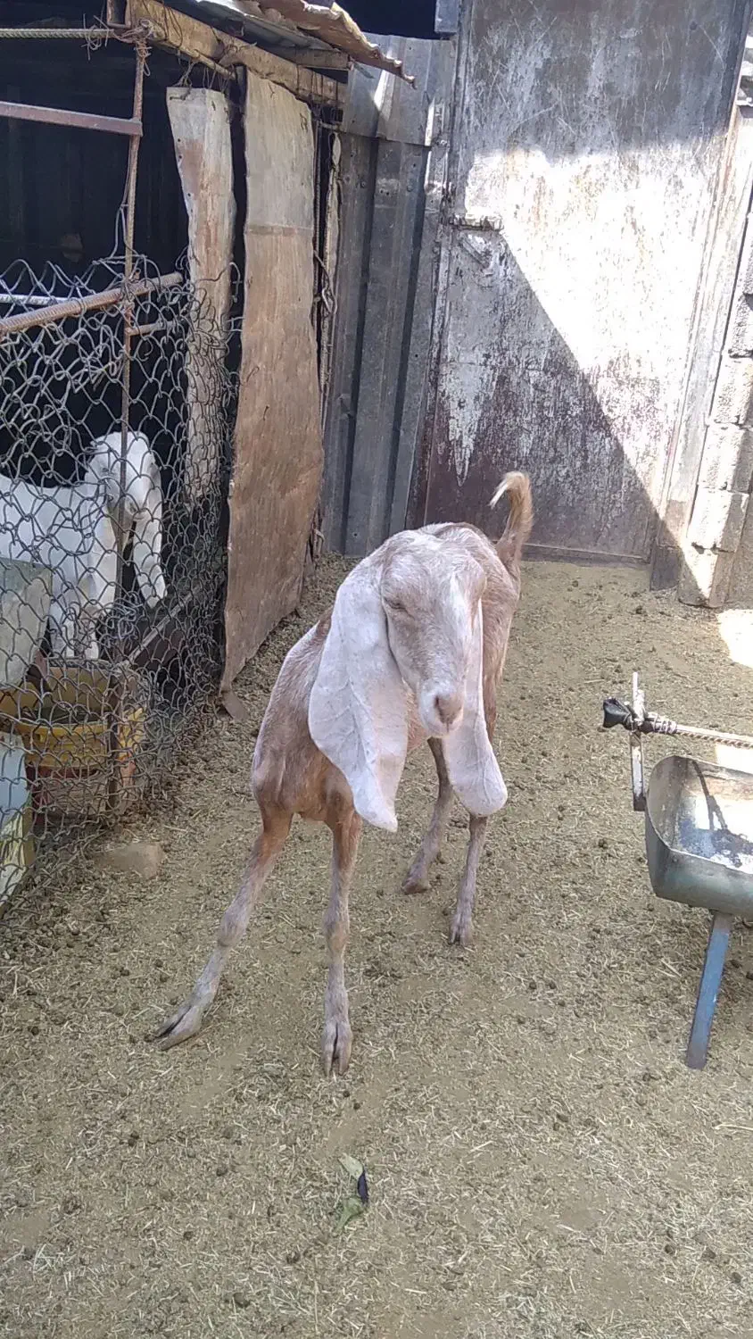 یک عدد بز سانن با کلر پاکستانی باکهره|حیوانات مزرعه|شیراز, شهرک مدرس|دیوار