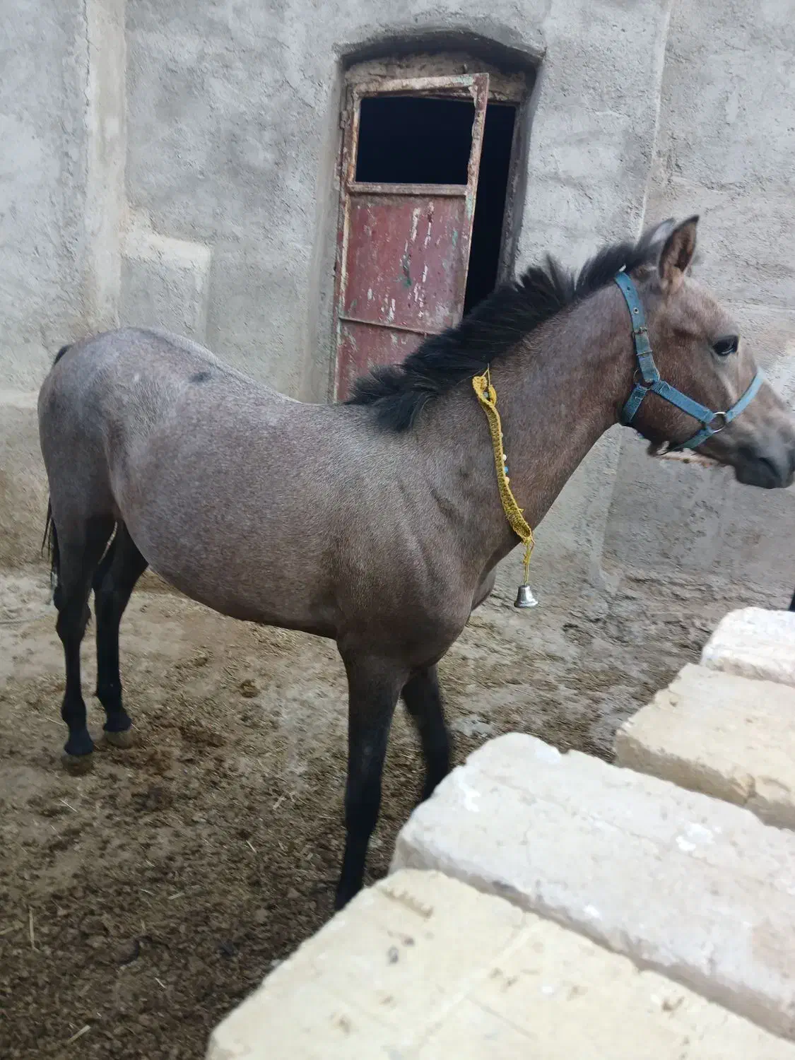 کره نریان کرد ۱۰ماهه|اسب و تجهیزات اسبسواری|کبودرآهنگ, |دیوار