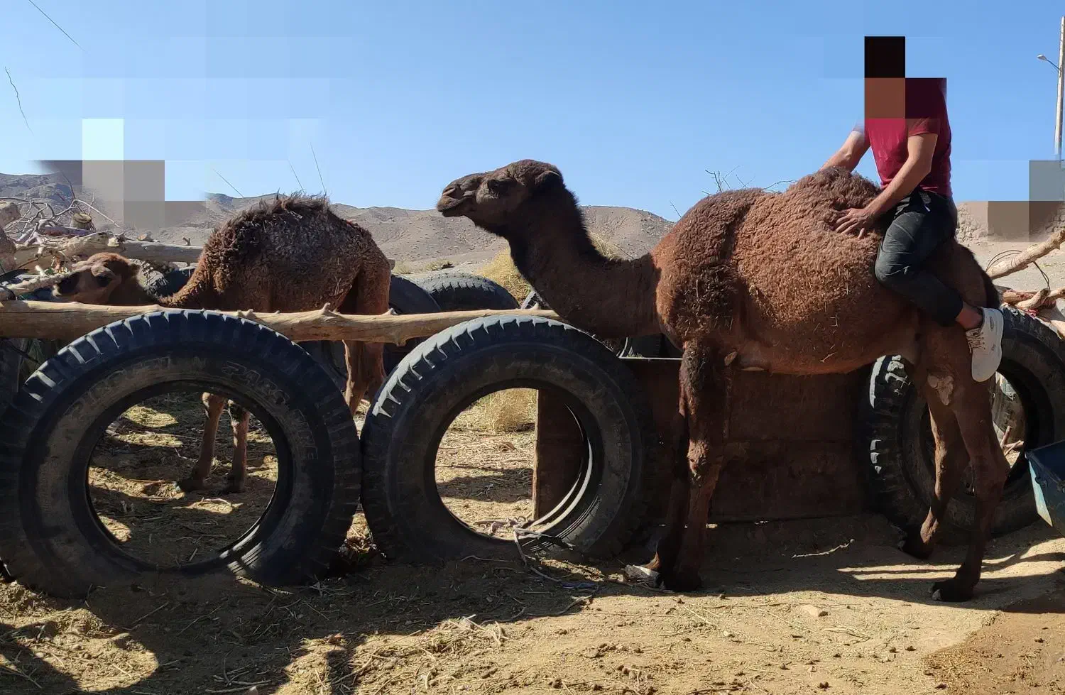 شتر نر|حیوانات مزرعه|جلگه ماژان, |دیوار