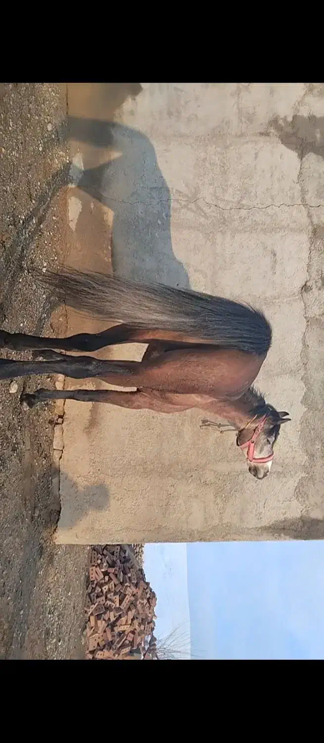 اسب سه ساله|اسب و تجهیزات اسب‌سواری|شاهین دژ, |دیوار