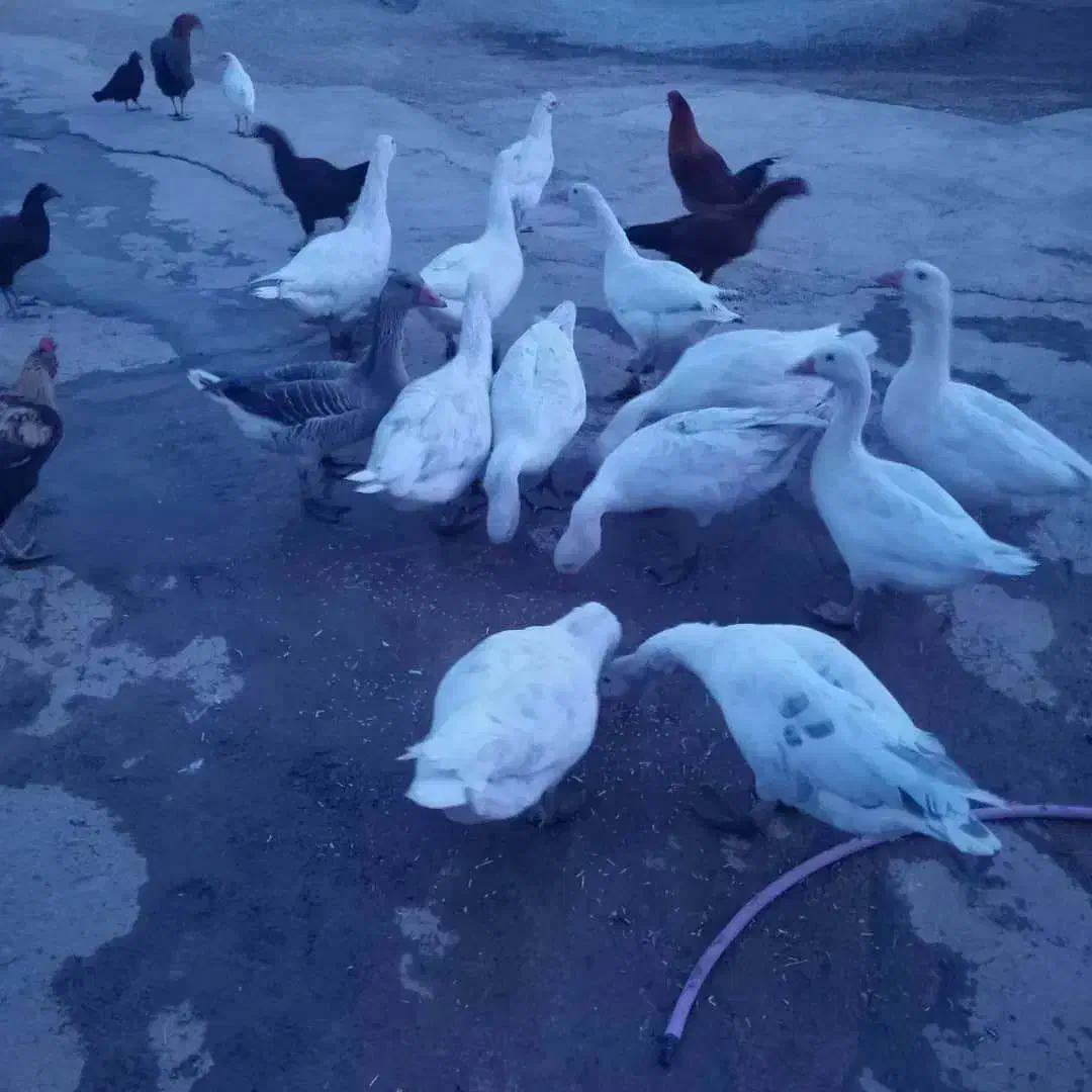 غاز گوشتی|حیوانات مزرعه|بیرانوند, |دیوار