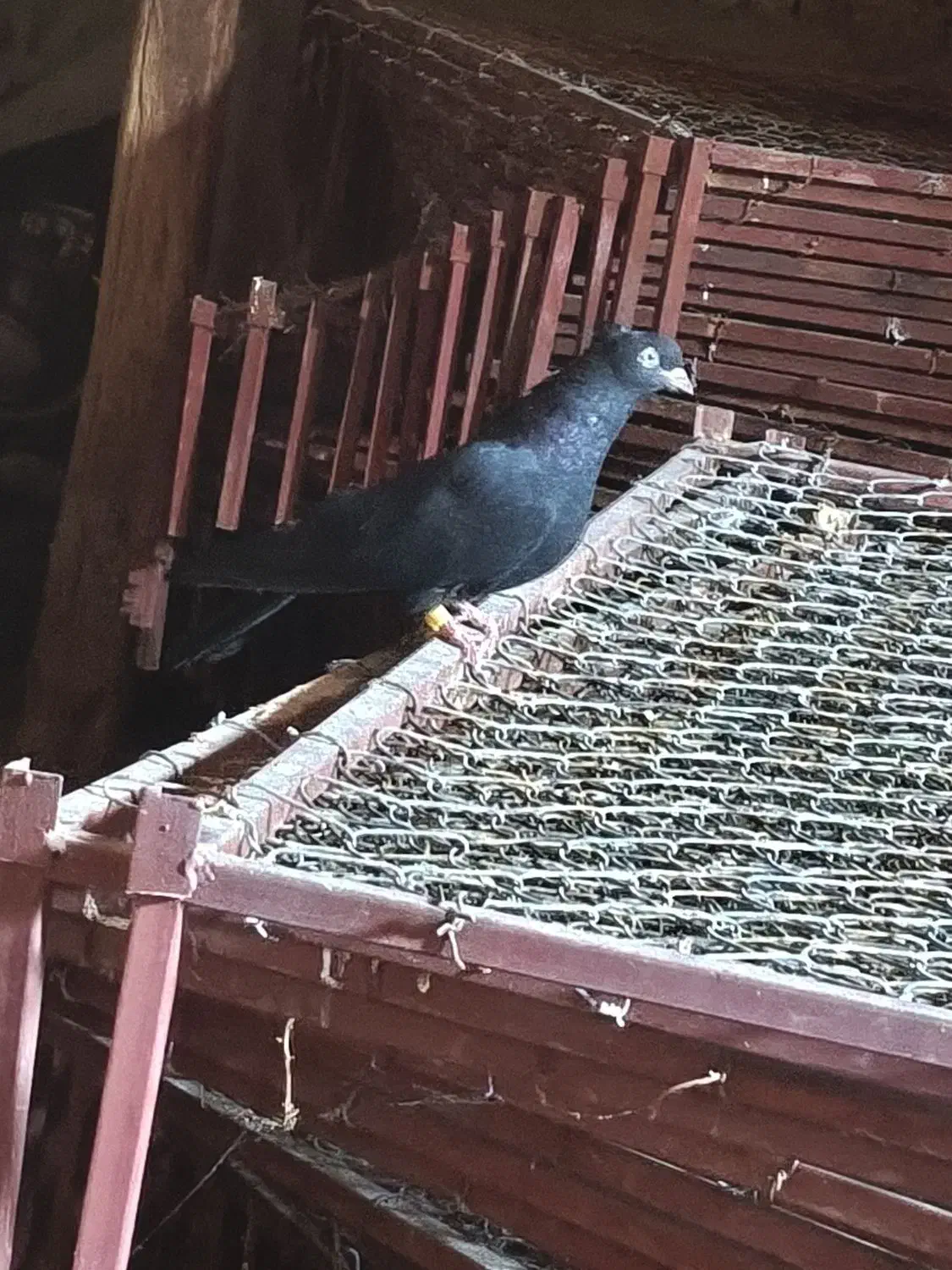 کبوتر سیاه ماده|پرنده|ملکان, |دیوار