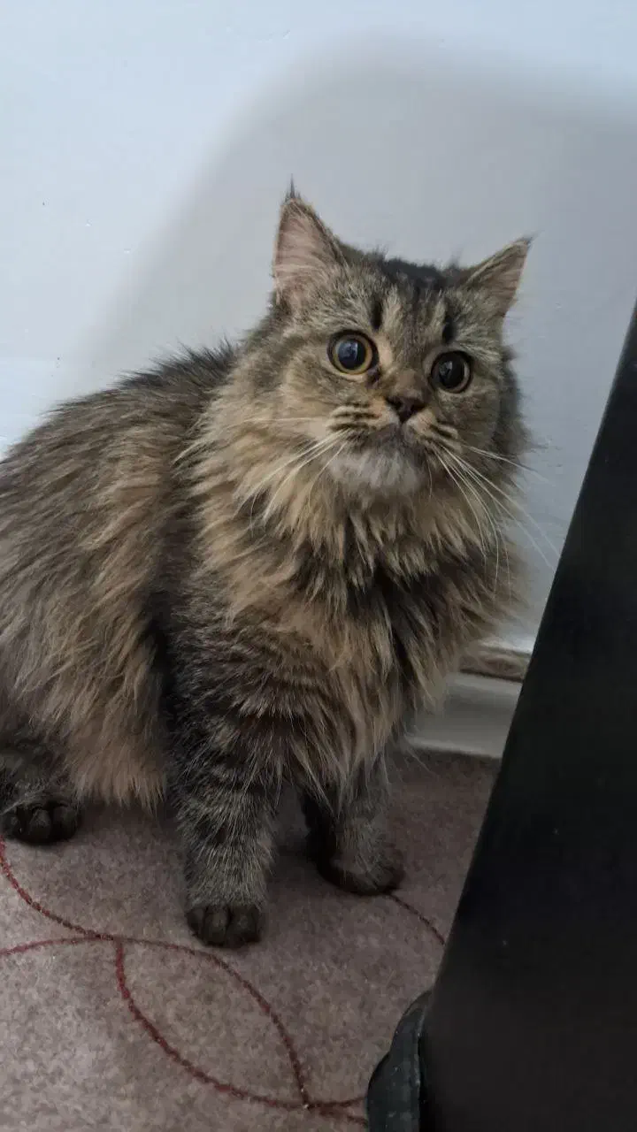 گربه ماده بیریتیش پرشین|گربه|محمدشهر, زیبادشت|دیوار