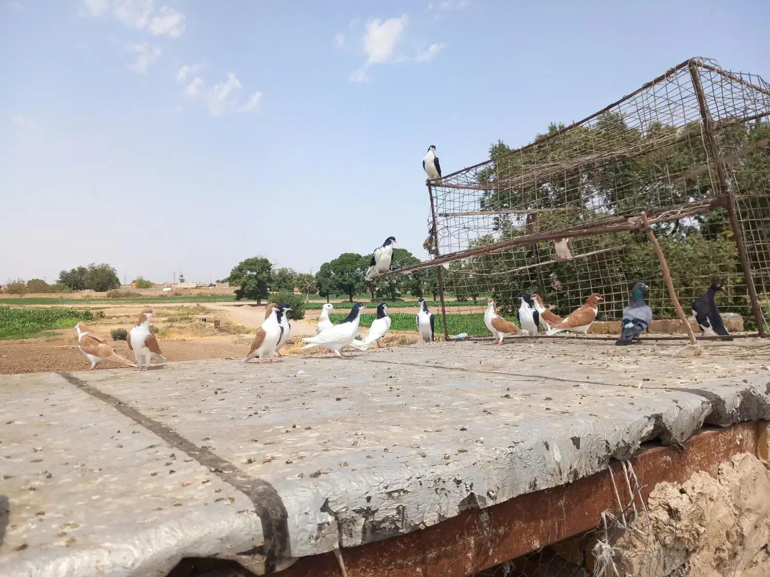 کبوتر پرنده سیاپوش|پرنده|بشاریات, |دیوار