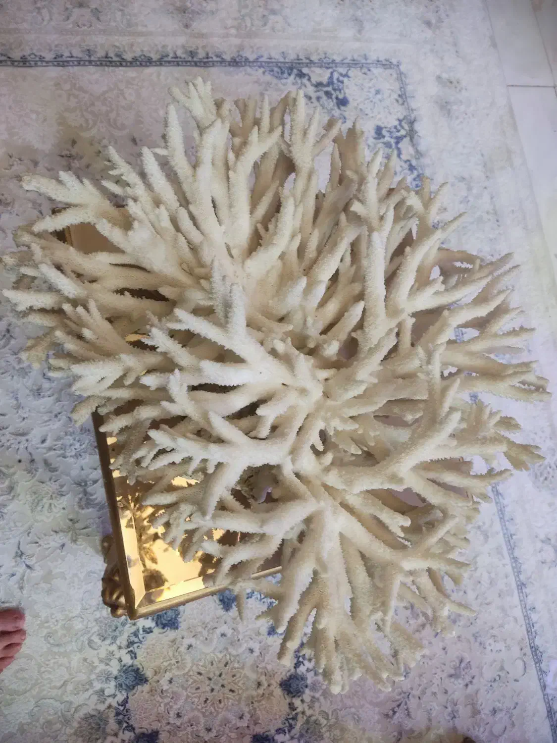 مرجان شاخ گوزنی|ماهی|قم, حنیف نژاد|دیوار