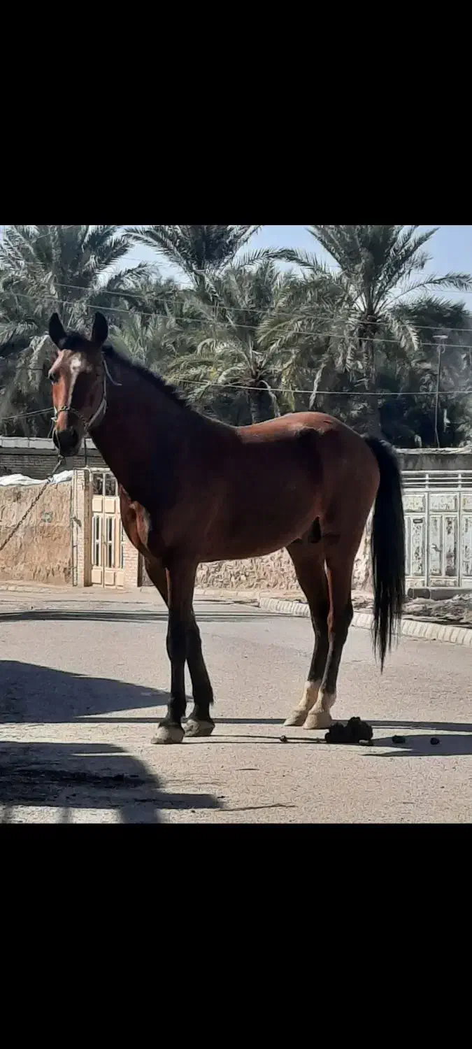 اسب|اسب و تجهیزات اسبسواری|شادگان, |دیوار