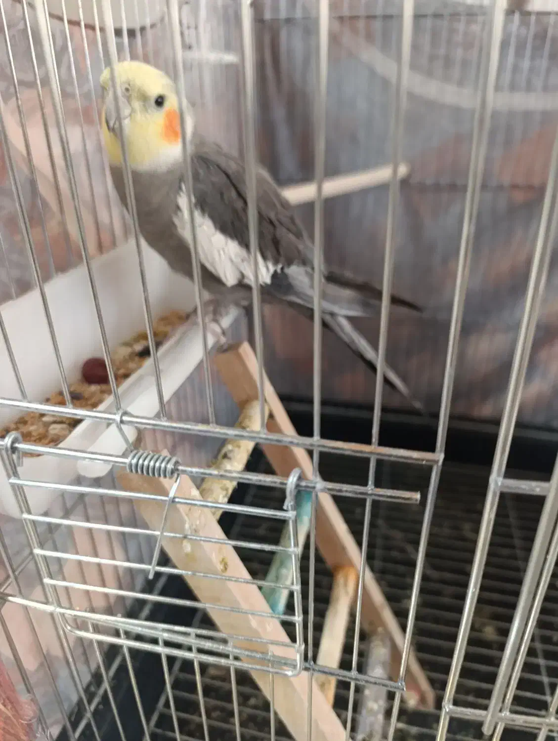 عروس هلندی نر|پرنده|فلاورجان, |دیوار