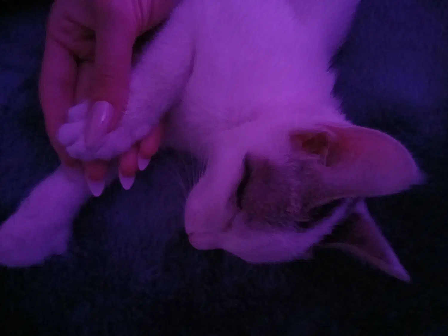 واگذاری گربه|گربه|پرند, فاز ۶|دیوار