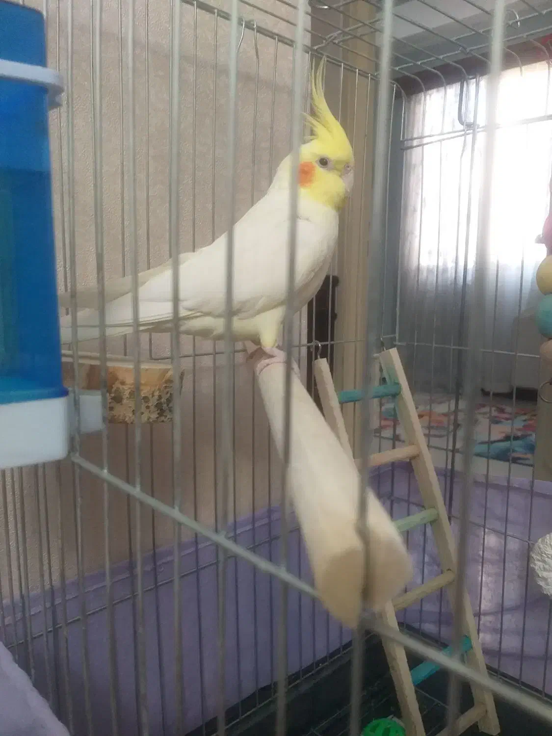 فروس عروس هلندی سخنگو|پرنده|کرج, شهرک فهمیده|دیوار