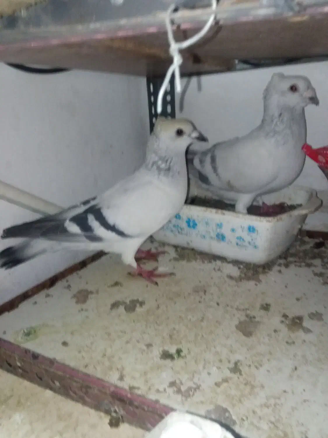 فروش یک جفت شامی کاکلی|پرنده|سبزوار, قصبه شرقی|دیوار