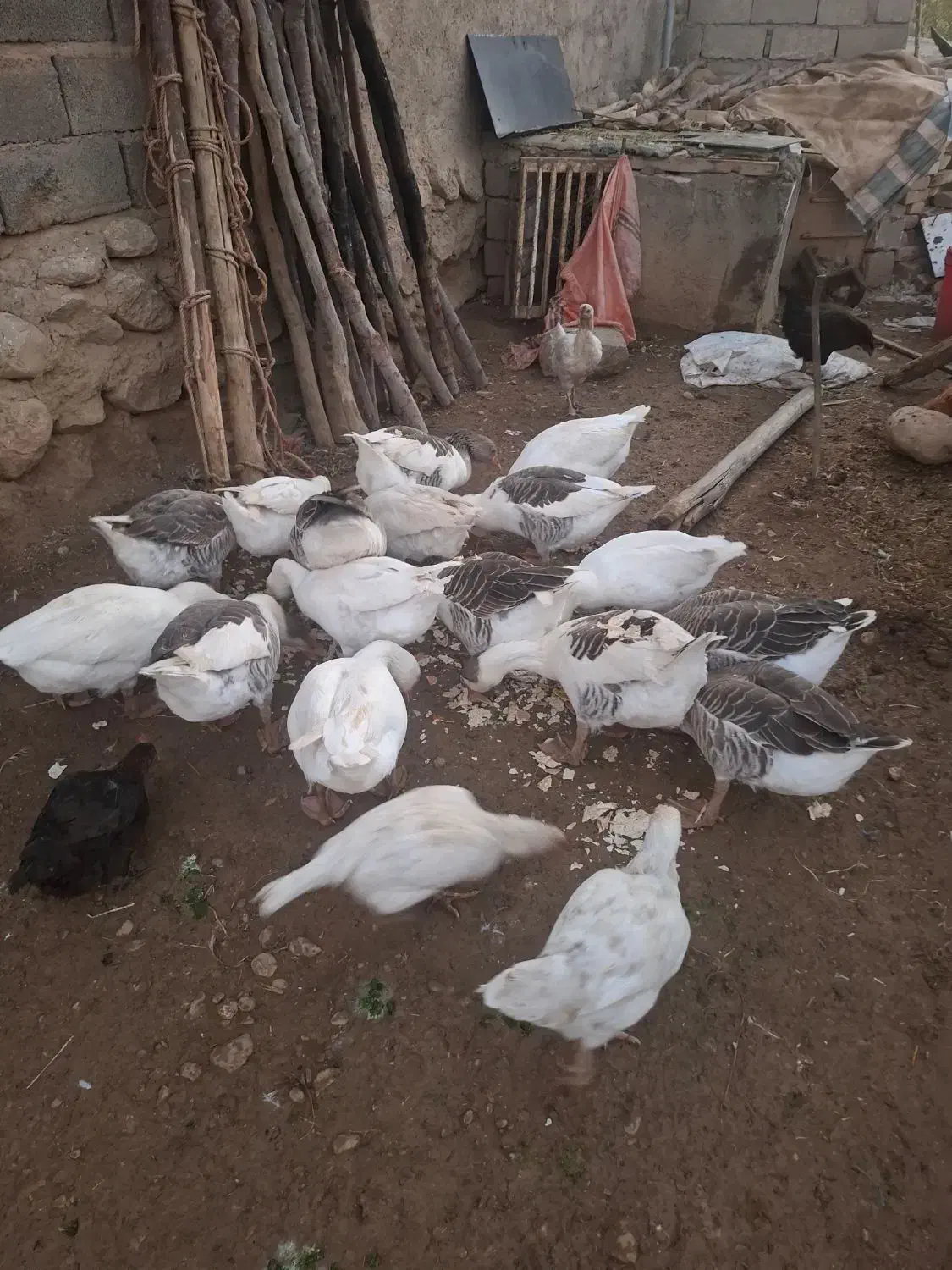 غاز سالم سرحال نرو ماده|حیوانات مزرعه|فیروزآباد (لرستان), |دیوار