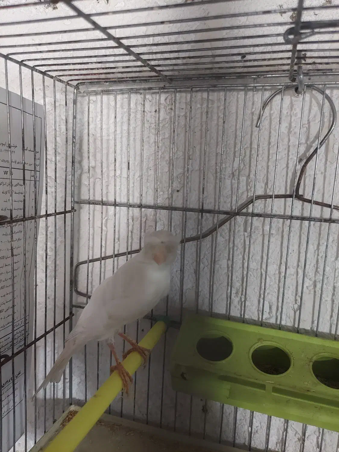 قناری مست مست|پرنده|خسروشاه, |دیوار