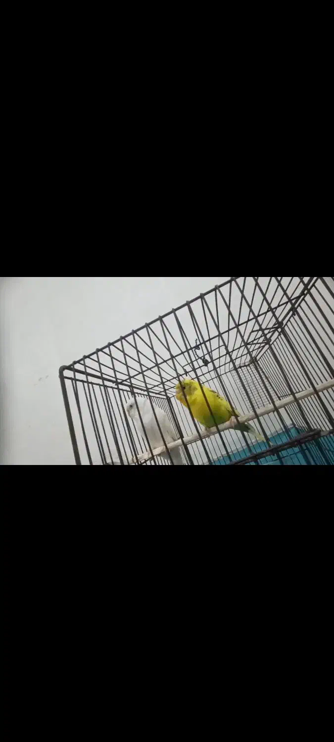 مرغ عشق با قفس|پرنده|اندیمشک, |دیوار