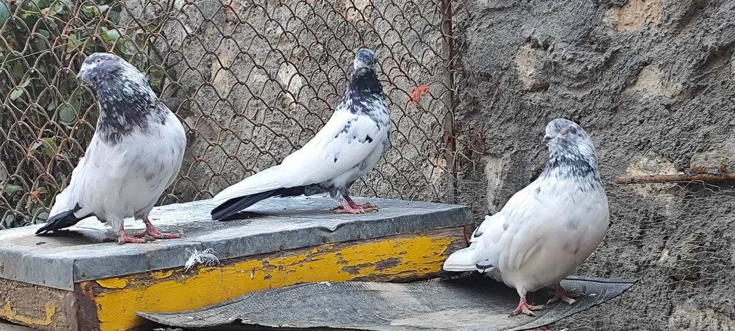 کبوتر کله قرمز|پرنده|خزل, |دیوار