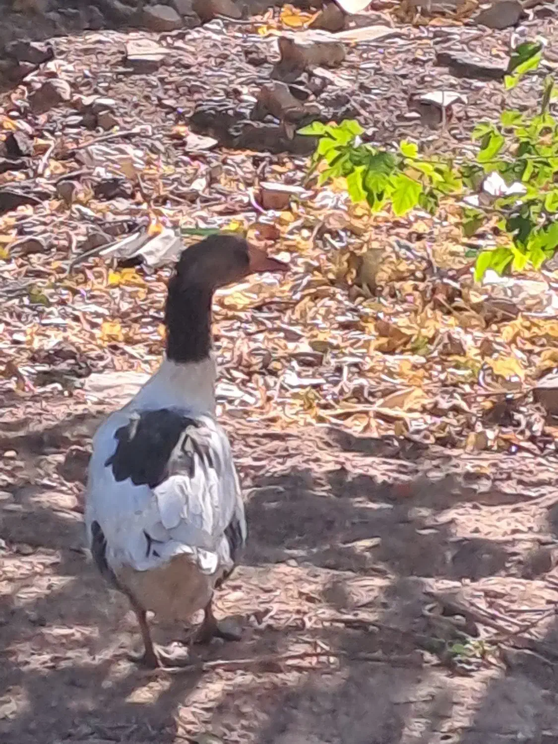 غاز|حیوانات مزرعه|محلات, |دیوار