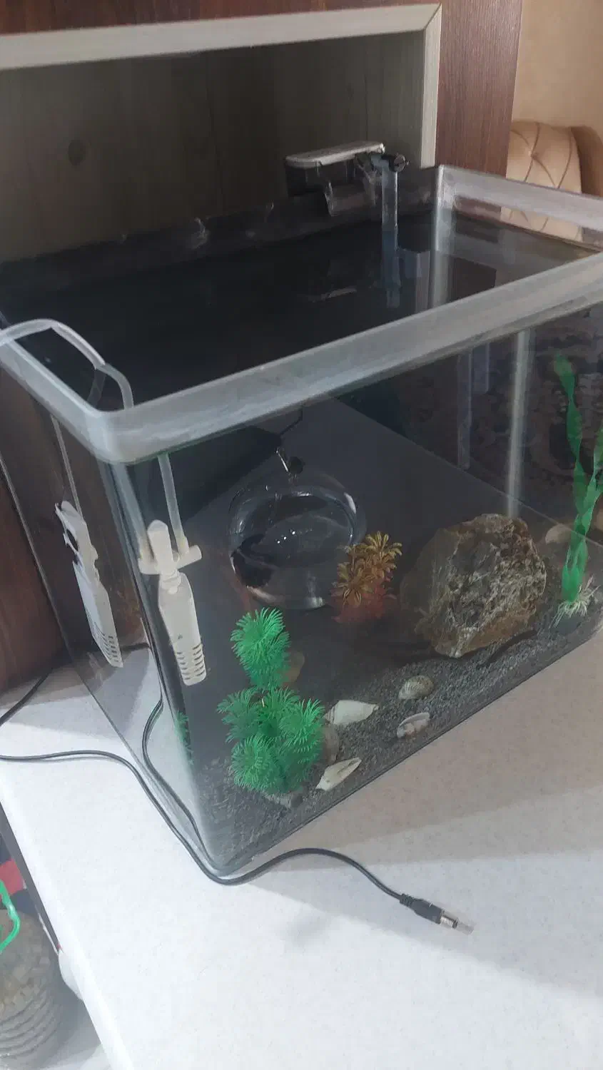 اکواریوم|ماهی|فردیس, فرامرزیه|دیوار