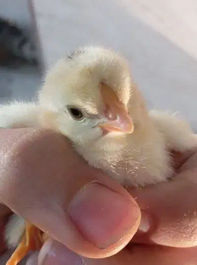 جوجه مرغ و خروس گلین لری اصیل چندروزه کیفیت بالا|حیوانات مزرعه|قم, نیروگاه|دیوار