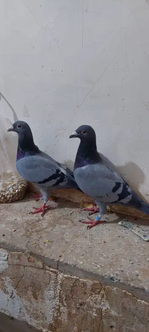 ی جفت سبز پلاکی|پرنده|اشکذر, |دیوار